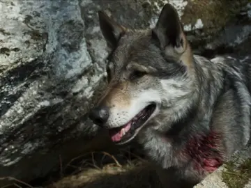 Herido y cara a cara con un lobo: ¿tiene posibilidades de sobrevivir? Herido y cara a cara con un lobo: ¿tiene posibilidades de sobrevivir?