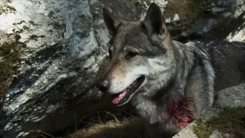 Herido y cara a cara con un lobo: ¿tiene posibilidades de sobrevivir? Herido y cara a cara con un lobo: ¿tiene posibilidades de sobrevivir?