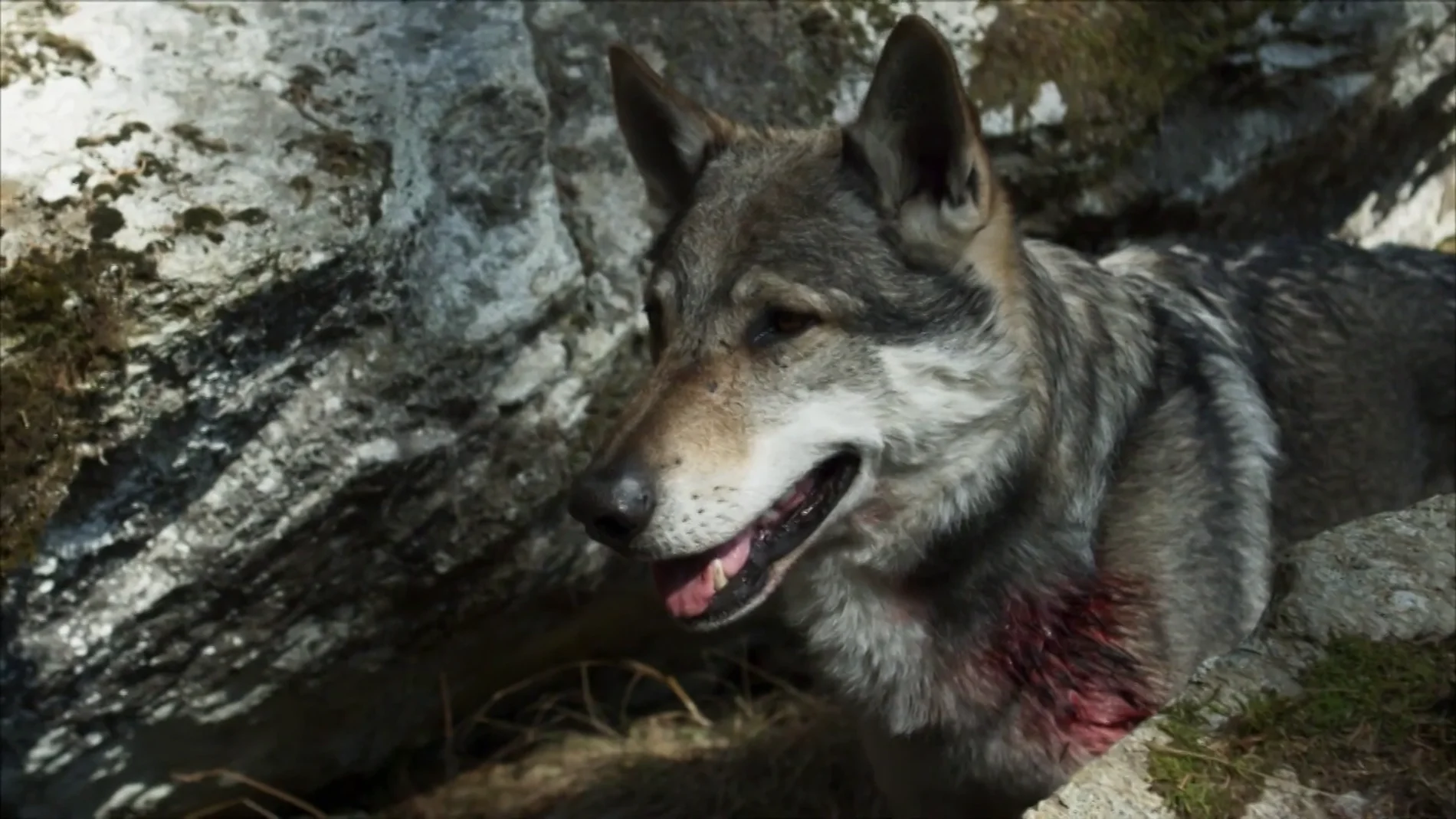 Herido y cara a cara con un lobo: ¿tiene posibilidades de sobrevivir?