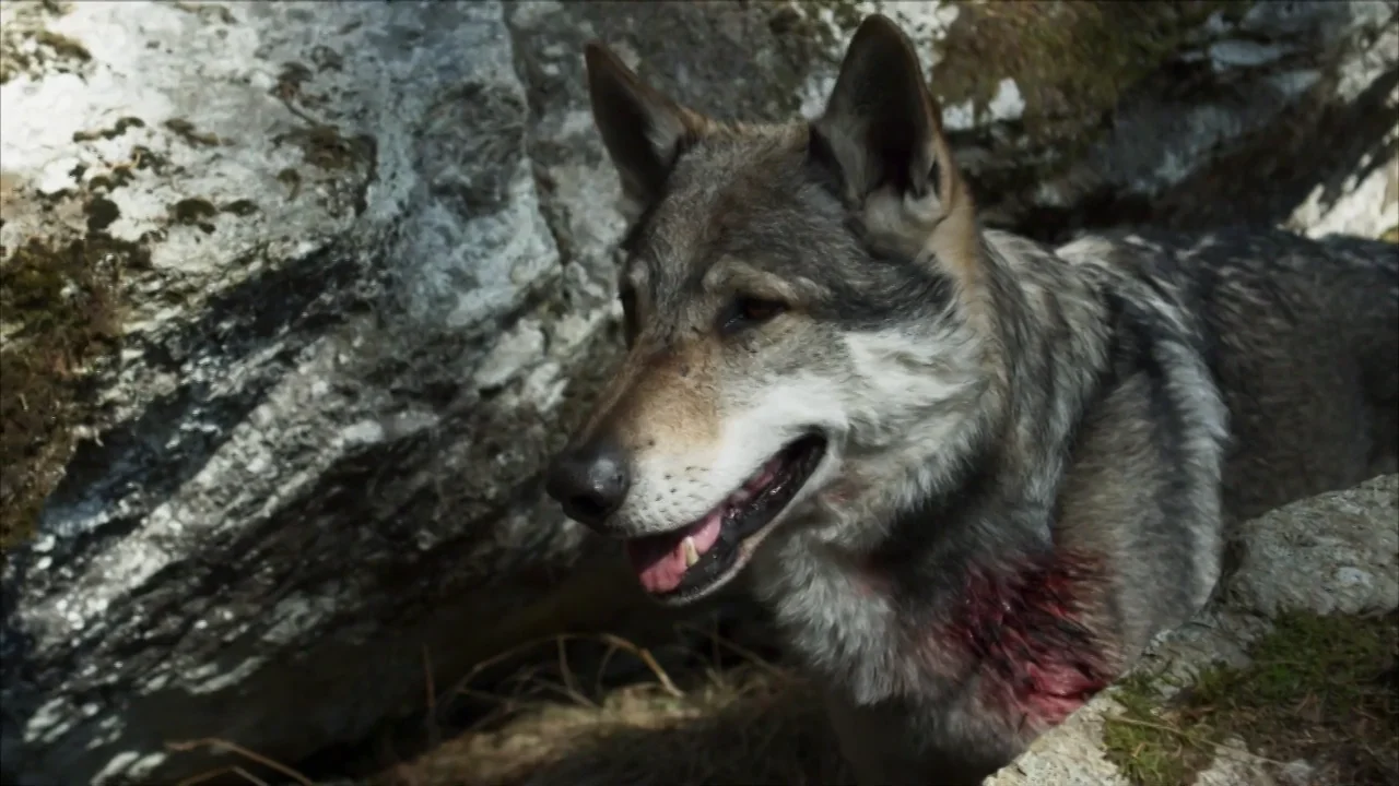 Herido y cara a cara con un lobo: &iquest;tiene posibilidades de sobrevivir?