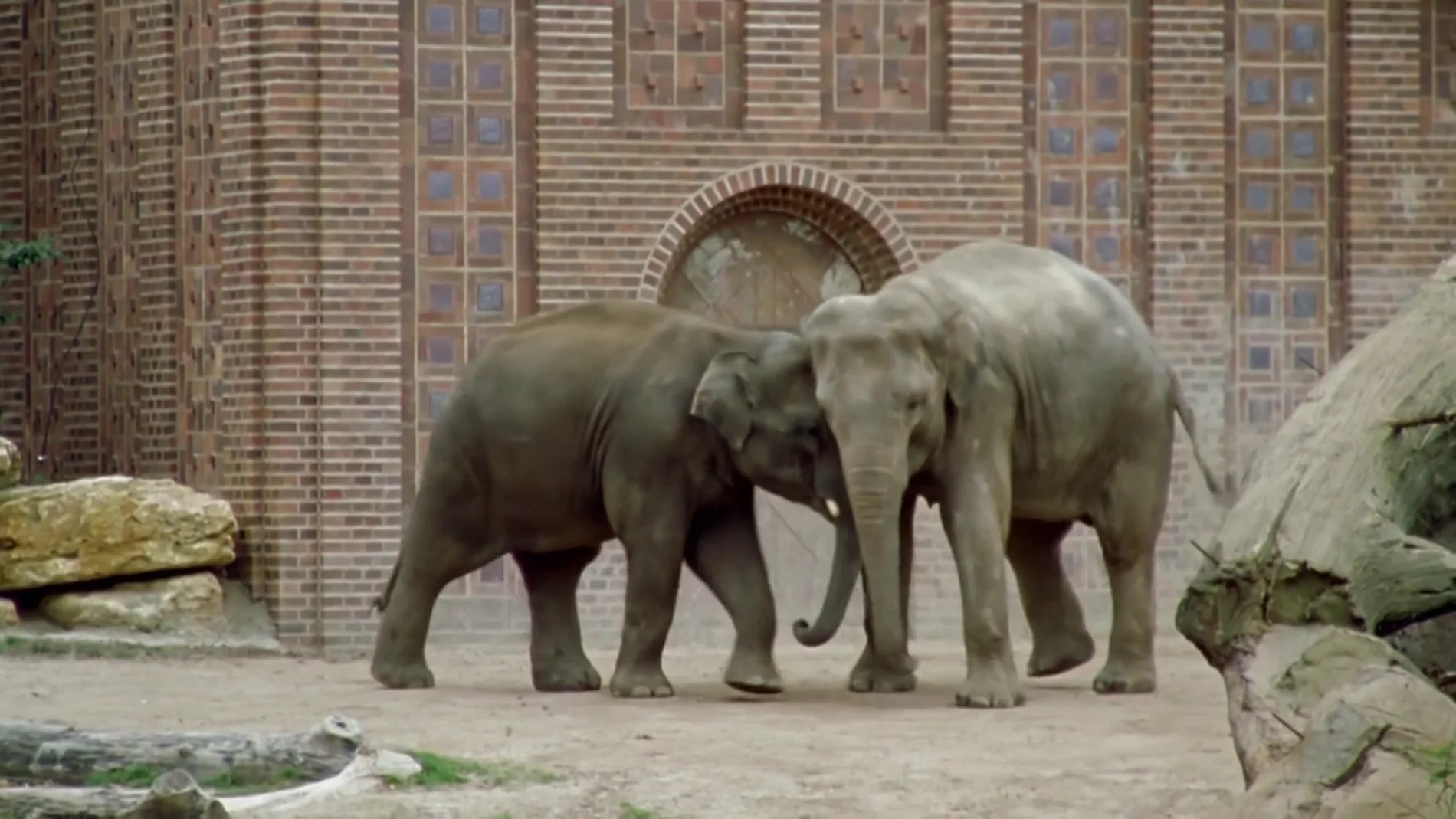 Dora, la elefante deprimida por la muerte de su único amigo en el zoo