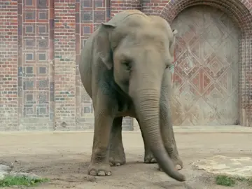 Una alteración en el orden jerárquico de los elefantes hace que Mia enferme  Una alteración en el orden jerárquico de los elefantes hace que Mia enferme