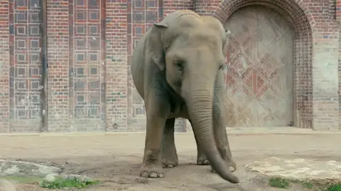 Una alteración en el orden jerárquico de los elefantes hace que Mia enferme Una alteración en el orden jerárquico de los elefantes hace que Mia enferme