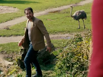 Un hombre se juega la vida con las avestruces en el zoo Un hombre se juega la vida con las avestruces en el zoo