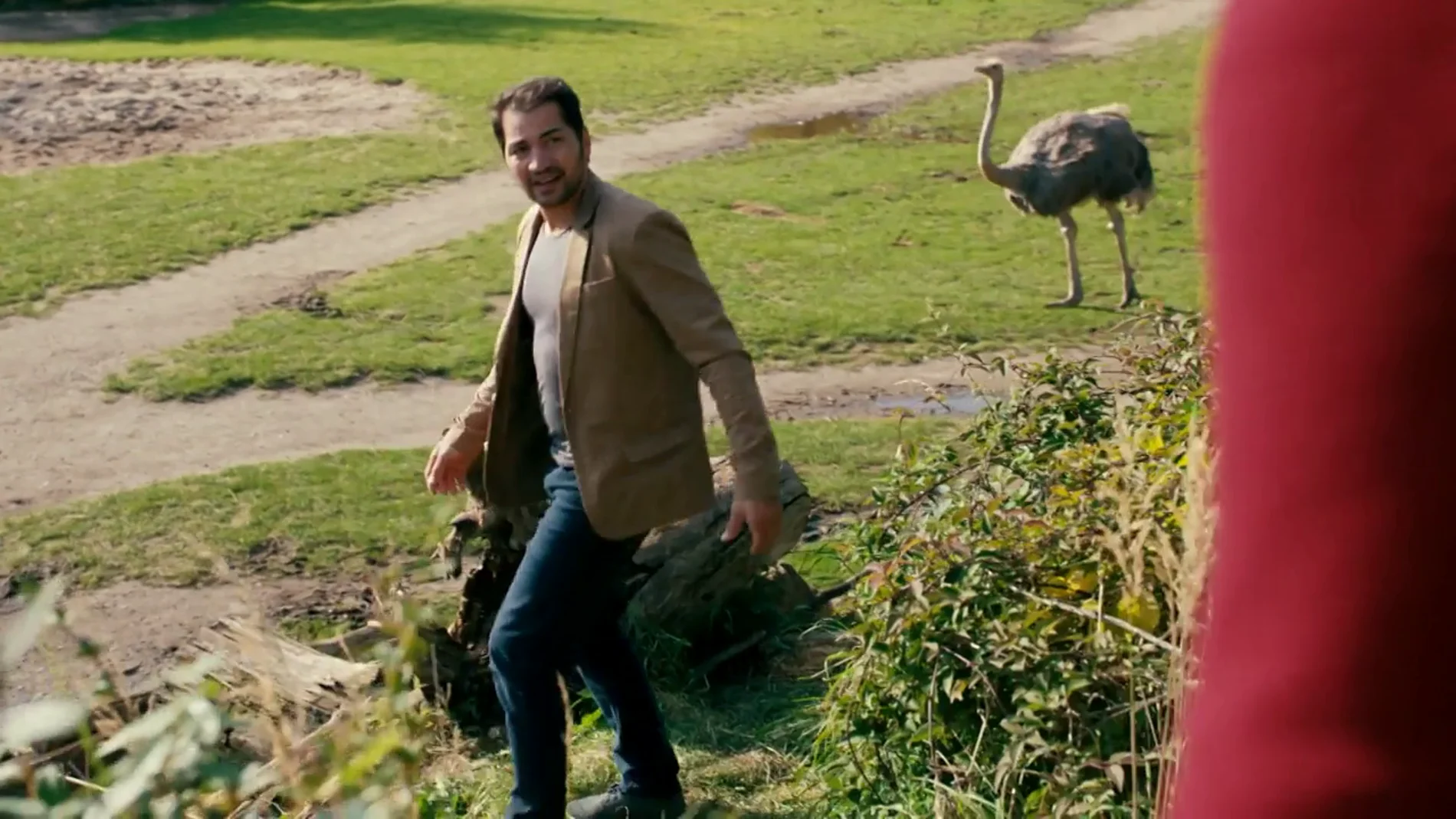 Un hombre se juega la vida con las avestruces en el zoo