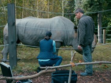 Un rinoceronte enfermo y un nuevo jefe que altera al personal del zoo
