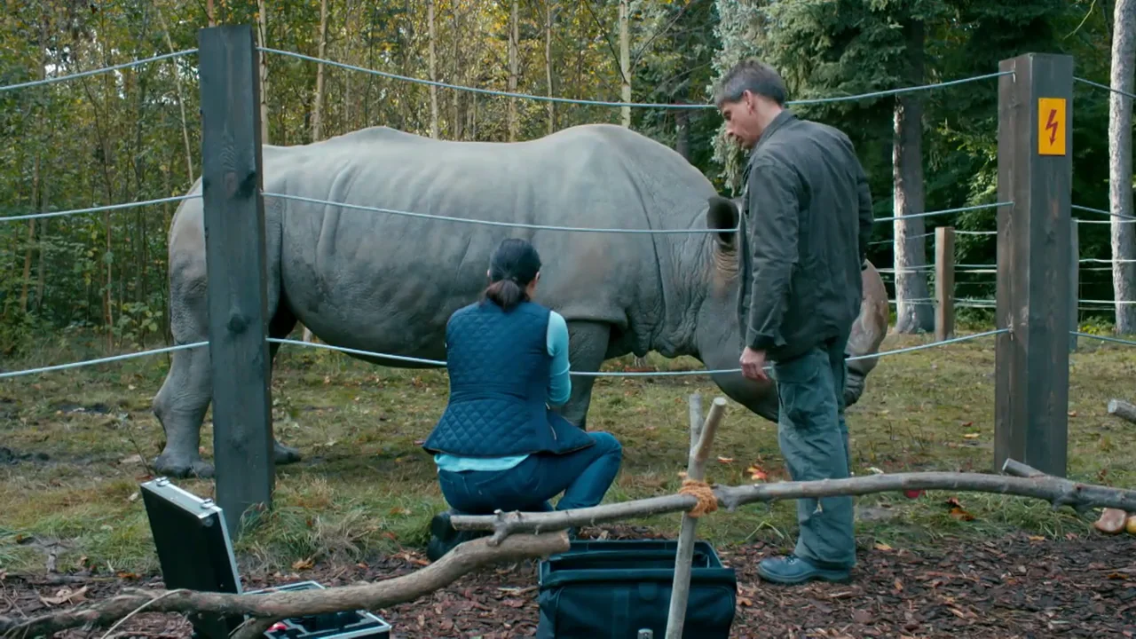 Un rinoceronte enfermo y un nuevo jefe que altera al personal del zoo Un rinoceronte enfermo y un nuevo jefe que altera al personal del zoo