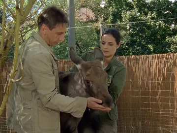 Alce en apuros Alce en apuros