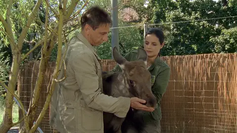 Alce en apuros Doctora en el zoo