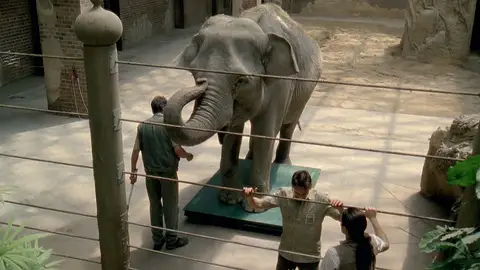 Elefanta Mia Doctora en el Zoo