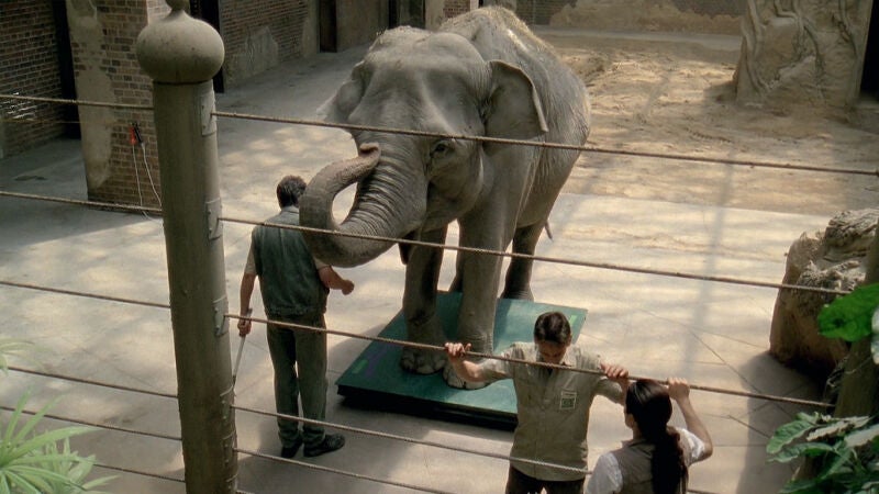 Siguen los problemas con la elefanta Mia tras la muerte del gatito