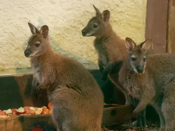 El primer día de trabajo de Jonas y la enfermedad del canguro El primer día de trabajo de Jonas y la enfermedad del canguro