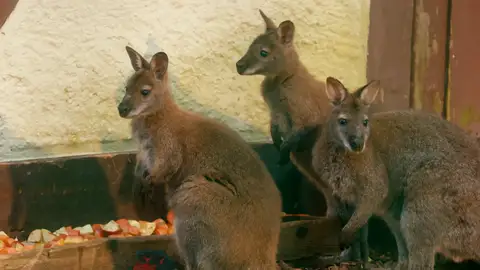 El primer día de trabajo de Jonas y la enfermedad del canguro El primer día de trabajo de Jonas y la enfermedad del canguro