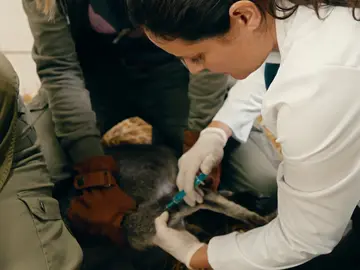 La doctora Susanne hace un tac al pequeño Leni después de que la medicación no le funcione La doctora Susanne hace un tac al pequeño Leni después de que la medicación no le funcione