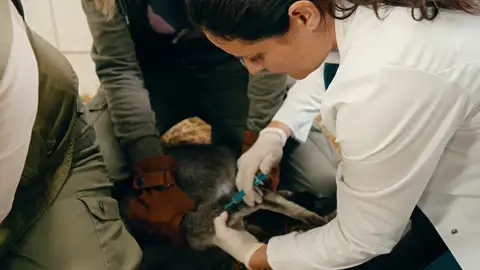 La doctora Susanne hace un tac al pequeño Leni después de que la medicación no le funcione La doctora Susanne hace un tac al pequeño Leni después de que la medicación no le funcione