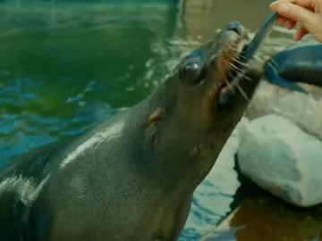 Un día muy ajetreado para el equipo de médicos del zoo por un accidente con los osos marinos Un día muy ajetreado para el equipo de médicos del zoo por un accidente con los osos marinos