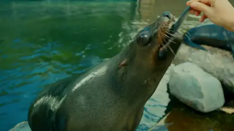 Un día muy ajetreado para el equipo de médicos del zoo por un accidente con los osos marinos Un día muy ajetreado para el equipo de médicos del zoo por un accidente con los osos marinos