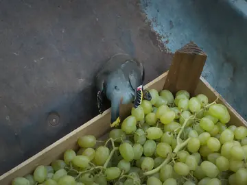 Una lluvia de pájaros asusta a la doctora Mertens Una lluvia de pájaros asusta a la doctora Mertens