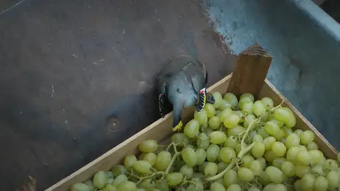 Una lluvia de pájaros asusta a la doctora Mertens Una lluvia de pájaros asusta a la doctora Mertens