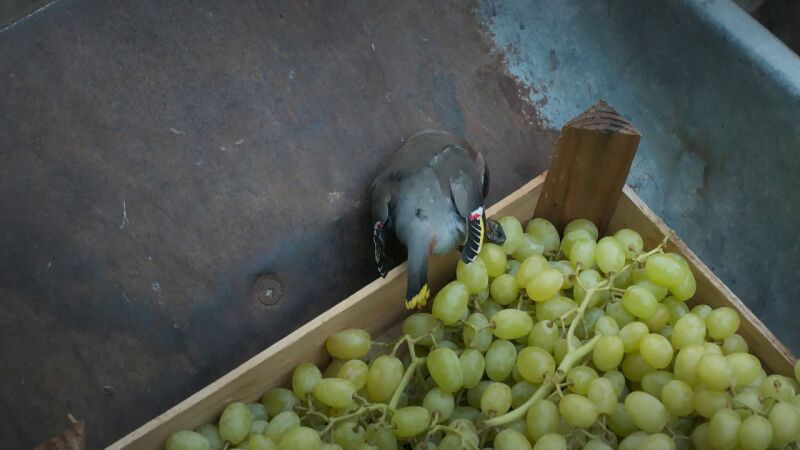 Una lluvia de pájaros asusta a la doctora Mertens