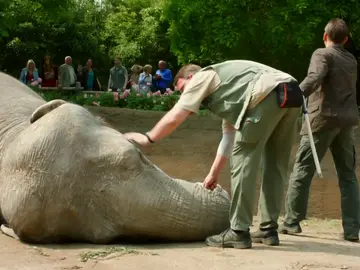 El elefante Trudi, desplomado en el suelo sin saber el motivo El elefante Trudi, desplomado en el suelo sin saber el motivo
