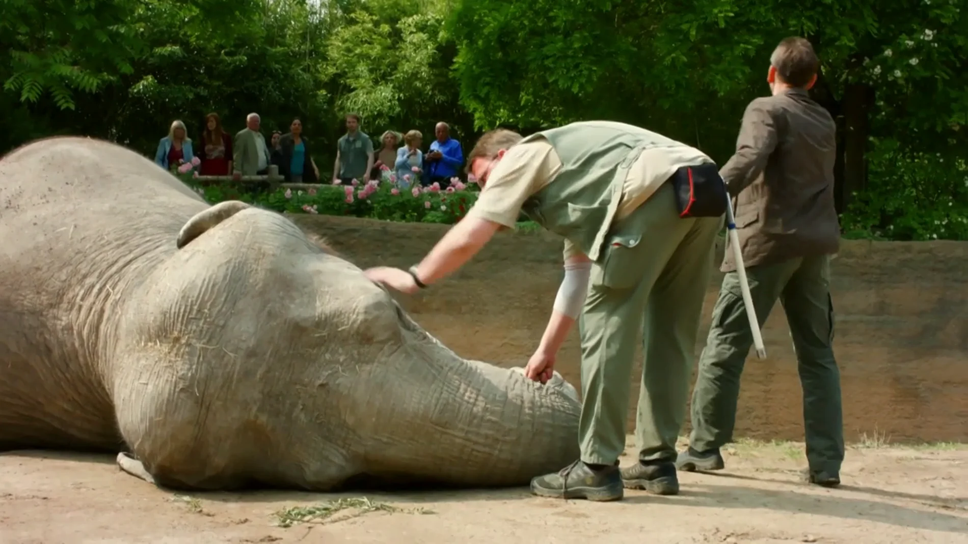 El elefante Trudi, desplomado en el suelo sin saber el motivo