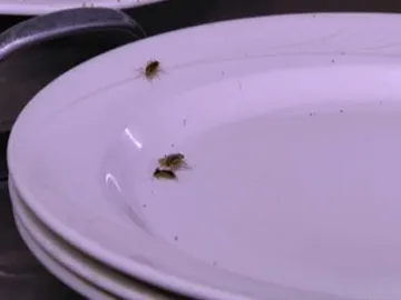 El restaurante está lleno de cucarachas El restaurante está lleno de cucarachas