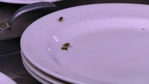 El restaurante está lleno de cucarachas El restaurante está lleno de cucarachas