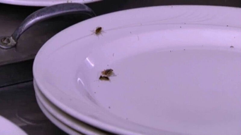 El restaurante está lleno de cucarachas