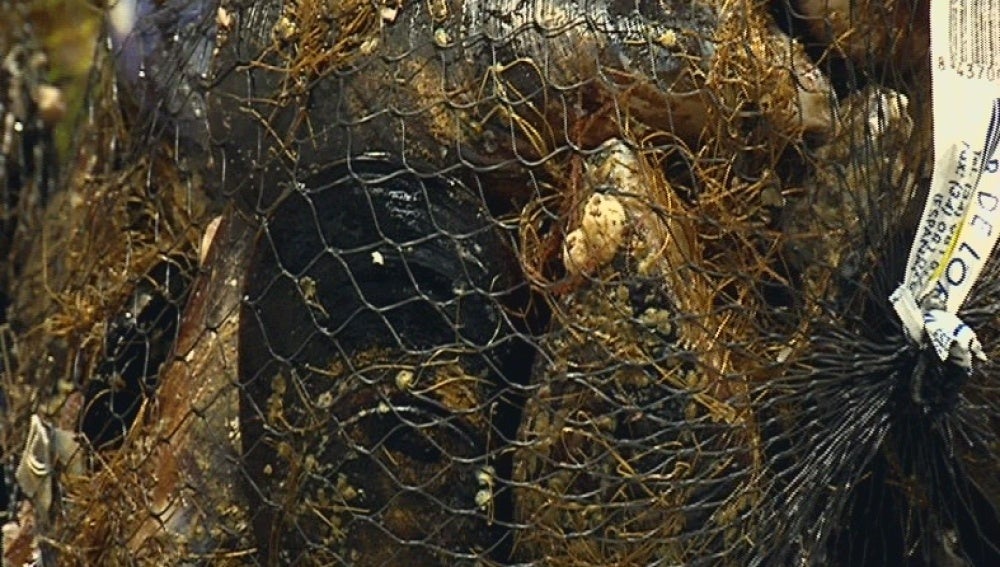 Mejillones