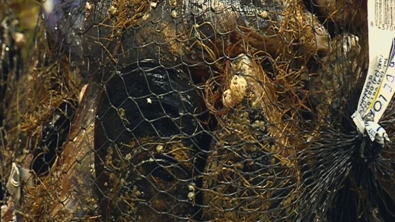 Ingredientes: Mejillones a la marinera con txipis