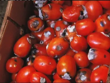 Gordon encuentra comida podrida Gordon encuentra comida podrida