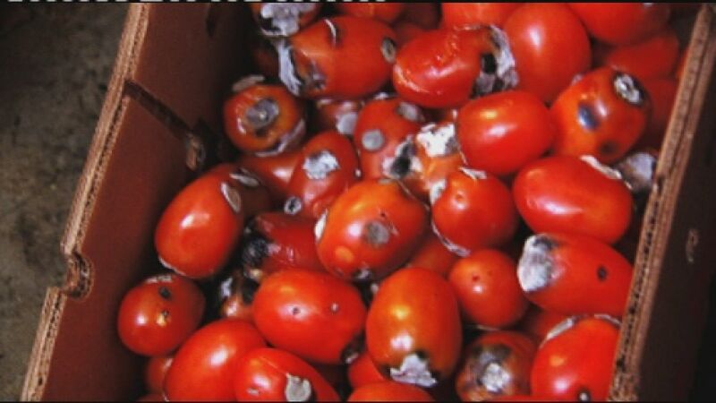 Gordon descubre que hay mucha comida podrida