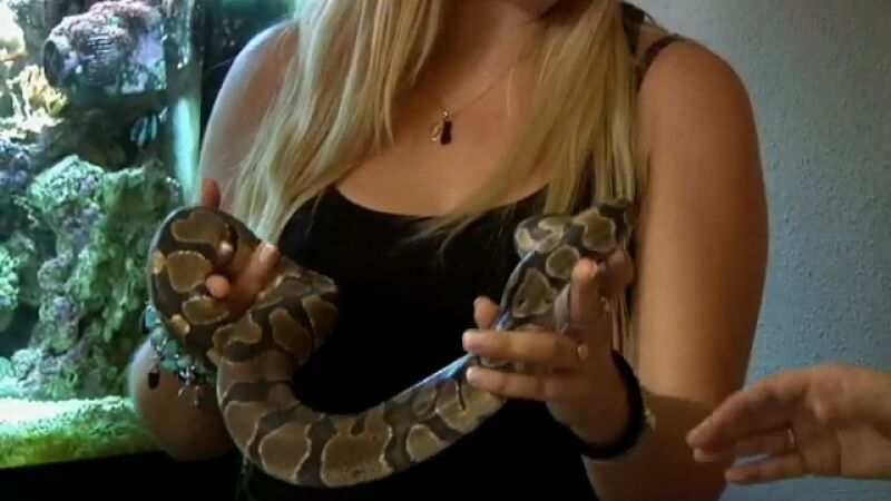 Tener una pitón en casa