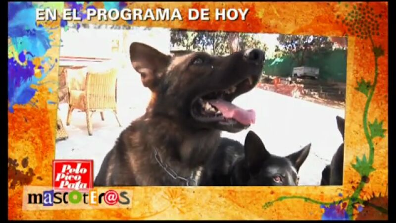 Avance del programa 2