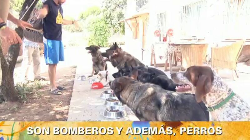 Los perros bomberos