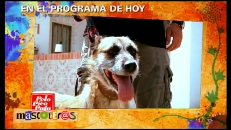 Turca, la perra agresiva