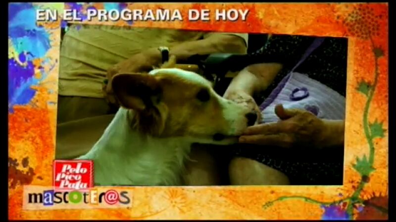 Ringo: Operación urgente