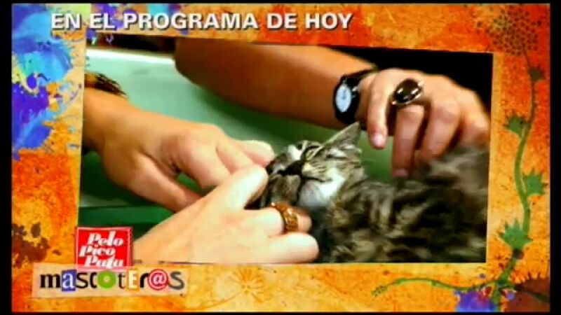 ¿Qué harías si te encuentras a 17 cachorros abandonados en la puerta de tu casa?