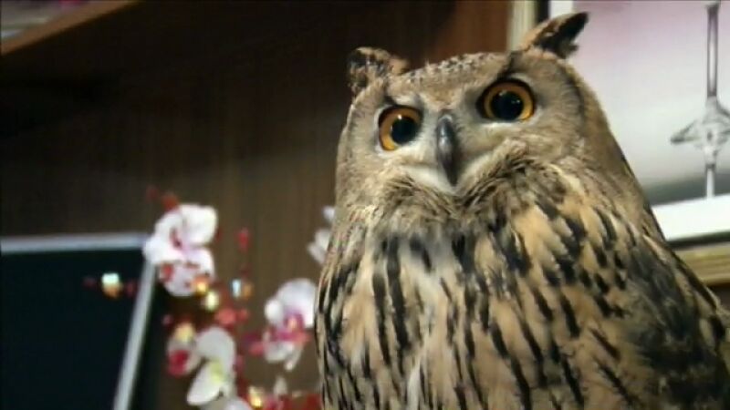 ¿Serppientes, buhos y halcones viviendo juntos?