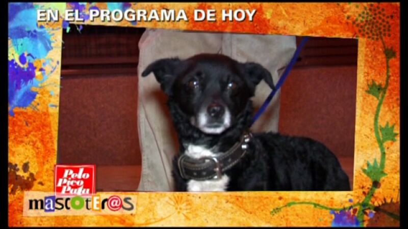 Los mejores compañeros en la calle