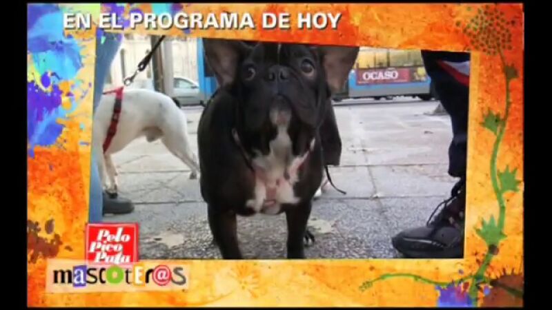 Destapamos el tráfico de animales