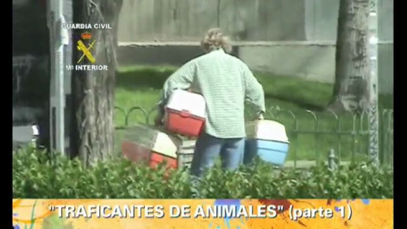Tráfico de animales
