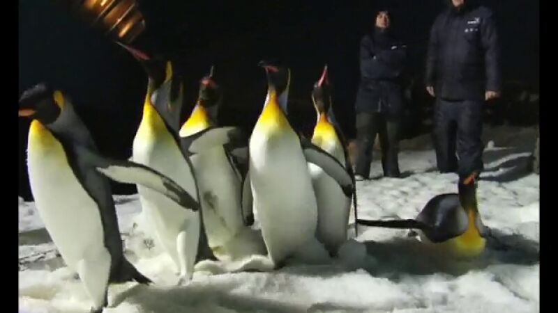 La increíble historia de amor de unos pingüinos