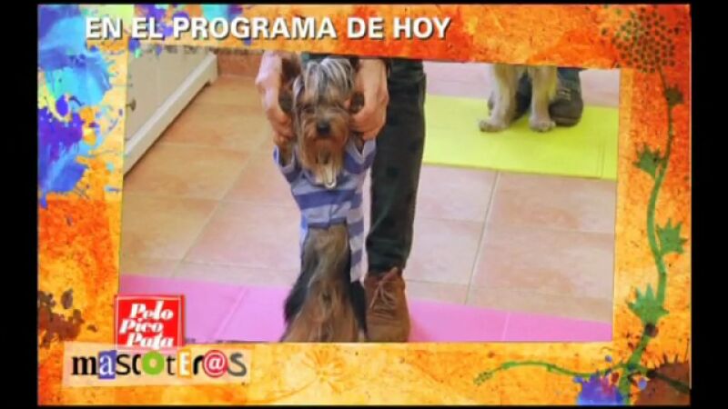 Perros que hacen yoga