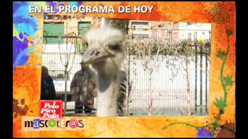 Una avestruz de barrio