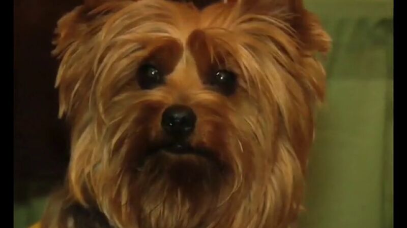 Perros para ayudar a los sordos