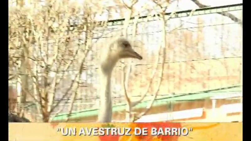Una avestruz de barrio