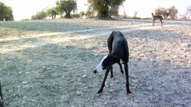 Rescate de galgos