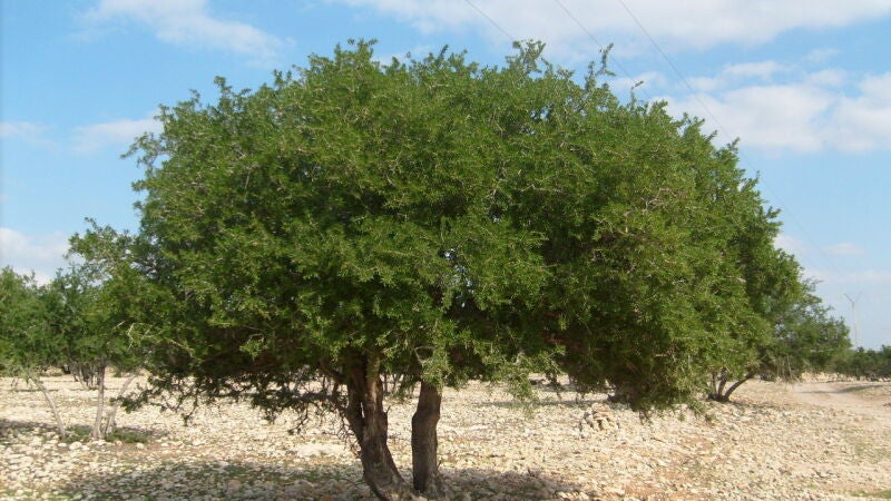 Vegetación milenaria, cosmética innovadora